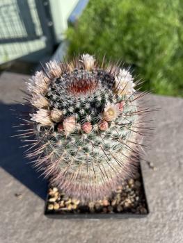 Mammillaria spec. T10
